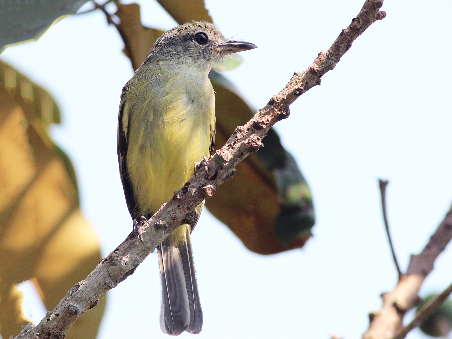 Yellow-margined Flatbill - Nárgila Moura