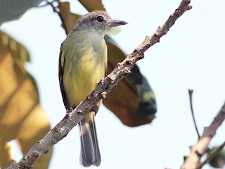 นกเต็มวัย (examinatus) - Nárgila Moura - ML47215831