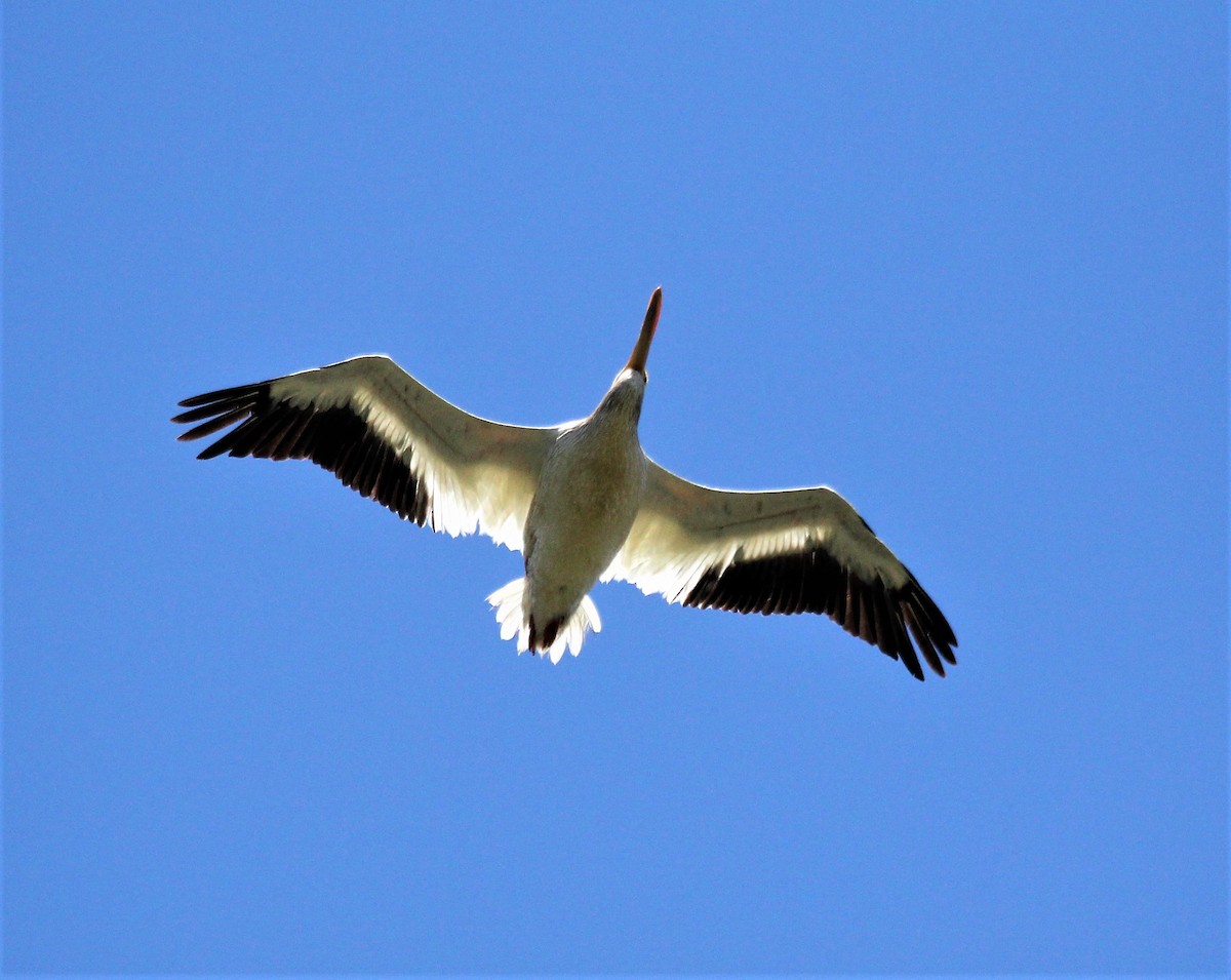 American White Pelican - ML472159231