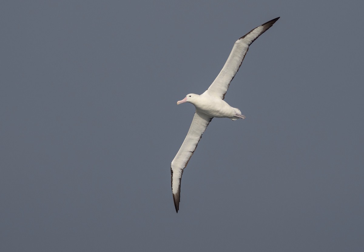 Northern/Southern Royal Albatross - Joaquin Muñoz