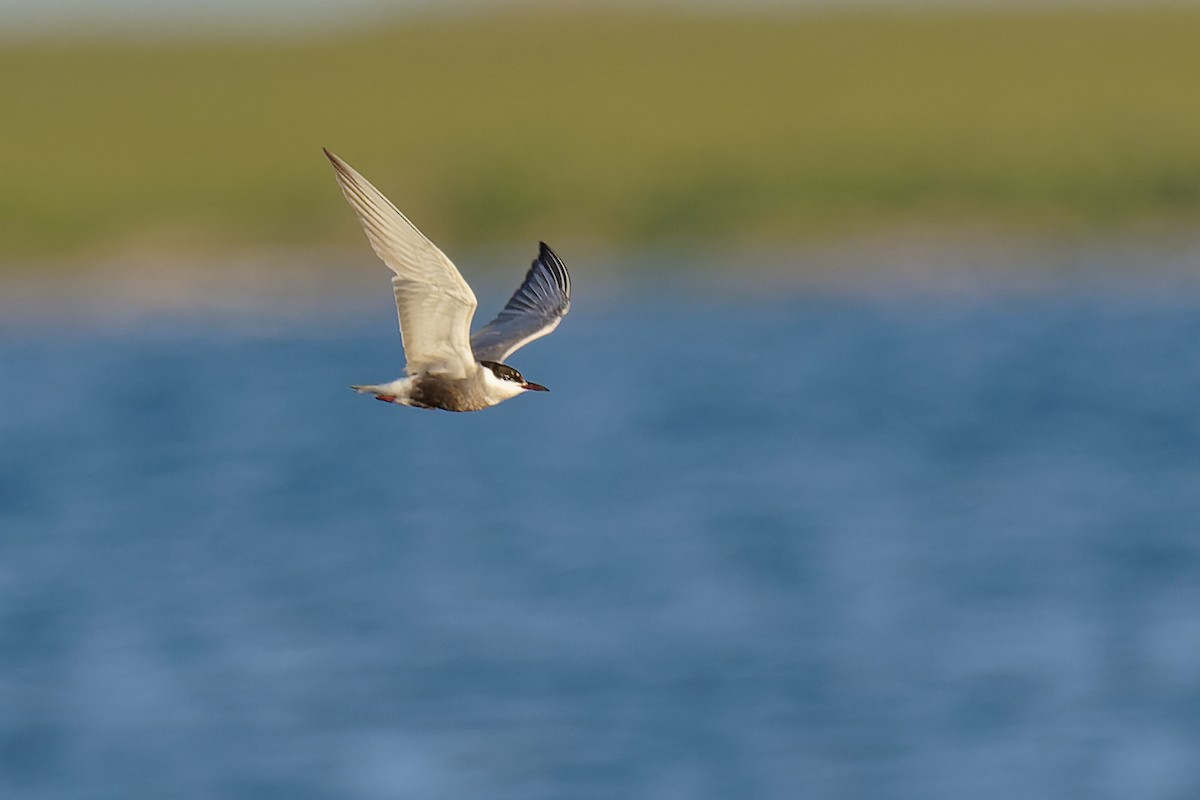 Whiskered Tern - Vincent Wang