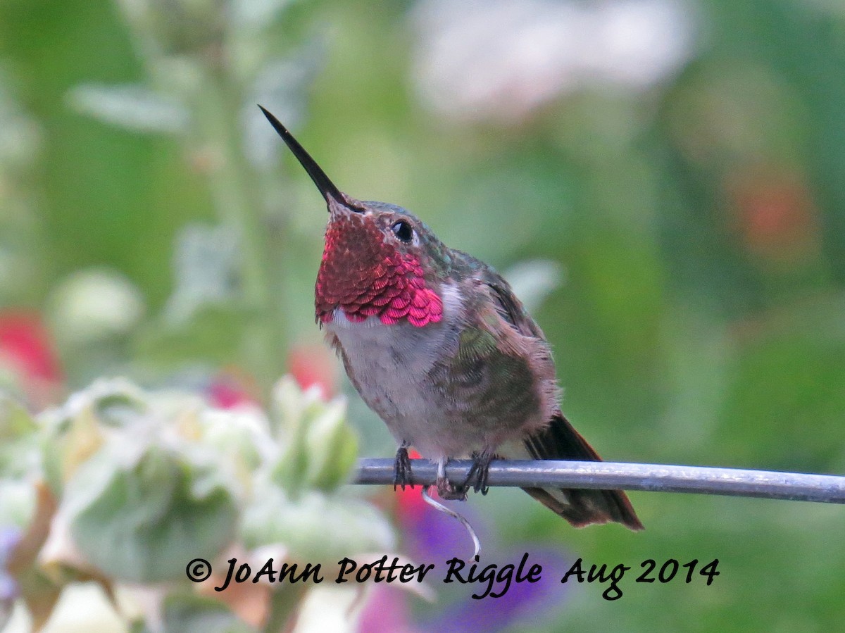 Broad-tailed Hummingbird - ML47216691