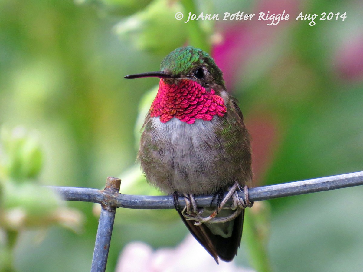 Broad-tailed Hummingbird - ML47216751