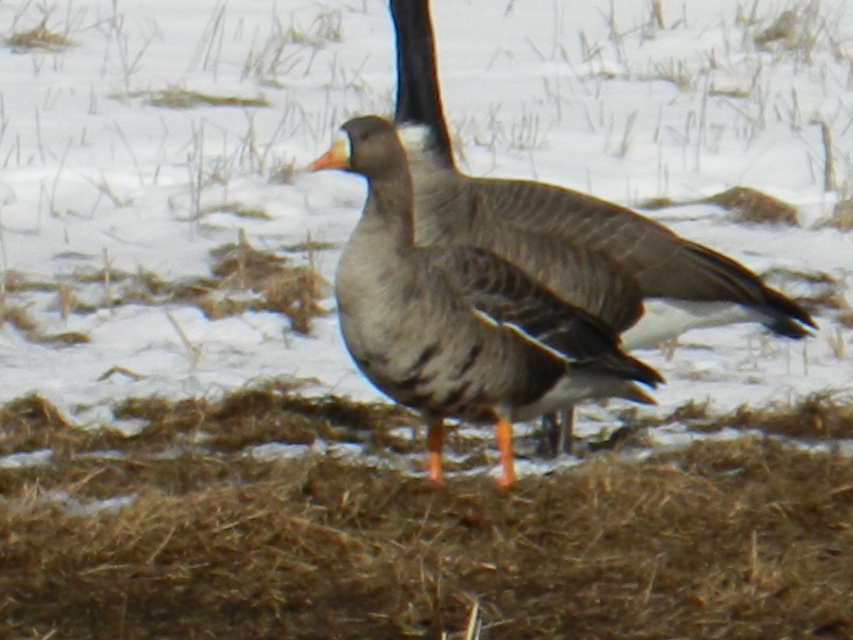 Greater White-fronted Goose - ML47216991