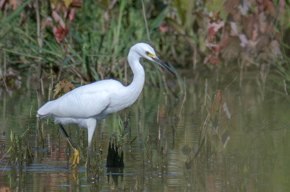 ML472172181 Snowy Egret Macaulay Library