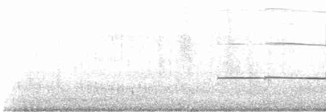 Magellanic Oystercatcher - ML472172241