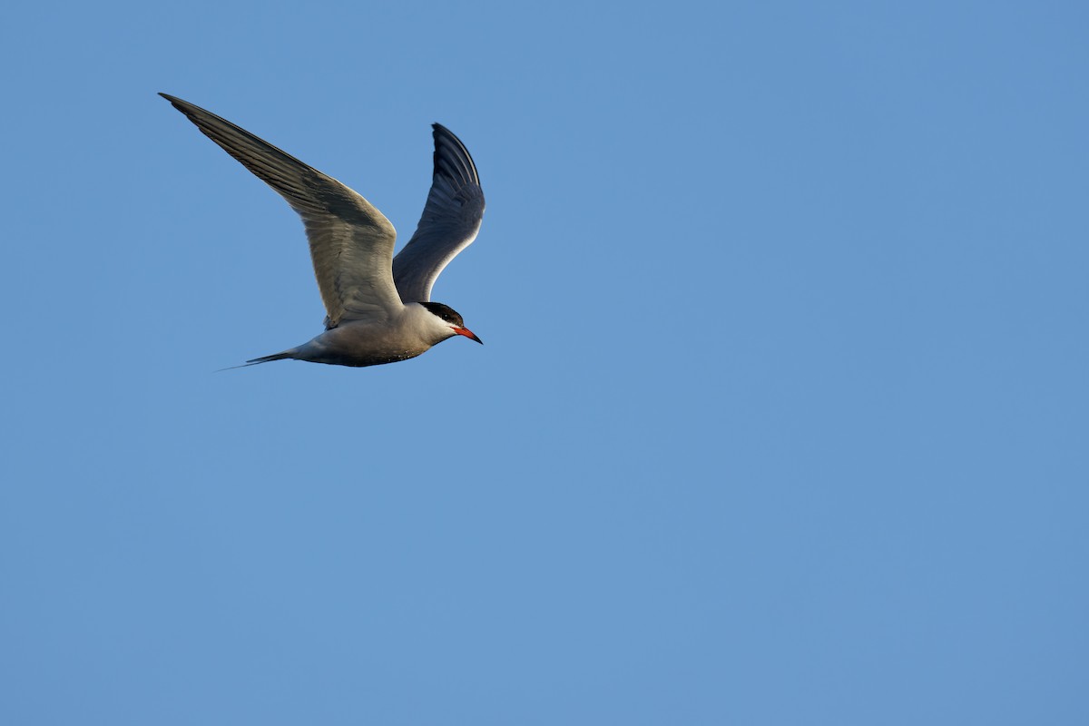 Common Tern (hirundo/tibetana) - ML472172301