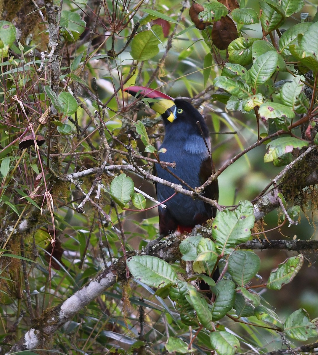 Gray-breasted Mountain-Toucan - ML472172741