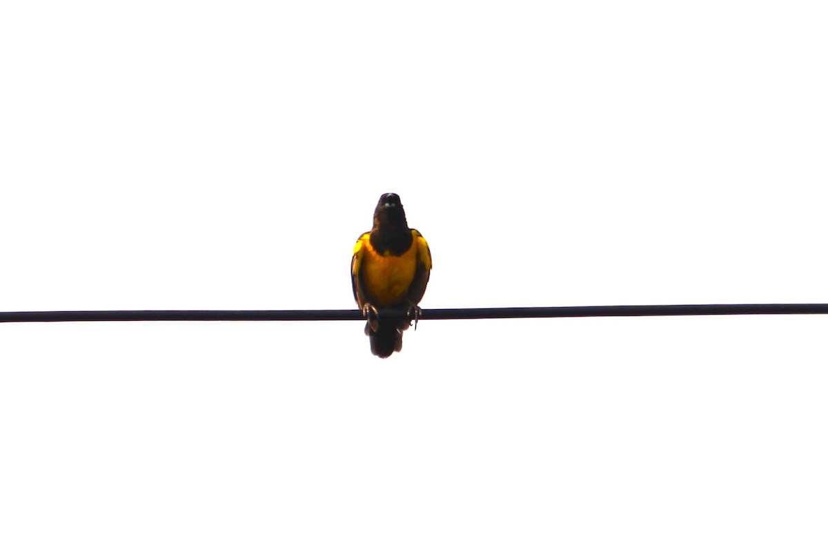 Yellow-rumped Marshbird - ML472179121