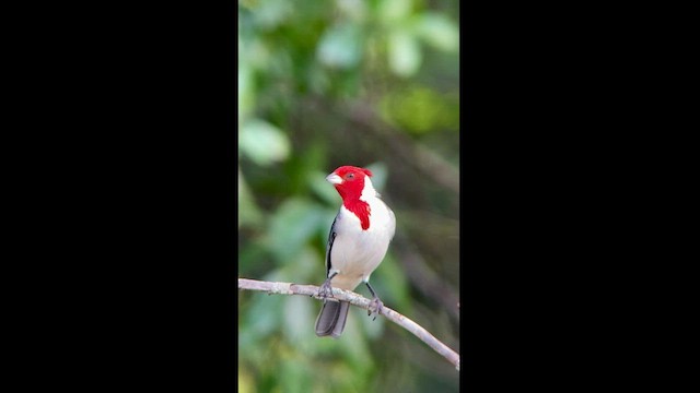 Red-crested Cardinal - ML472180721