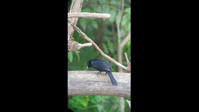 White-lined Tanager - ML472180801