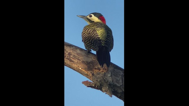 Green-barred Woodpecker - ML472181831