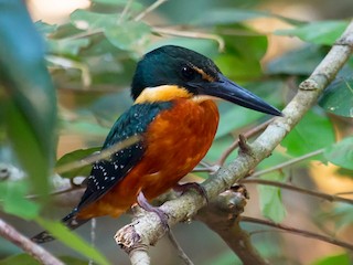  - Green-and-rufous Kingfisher
