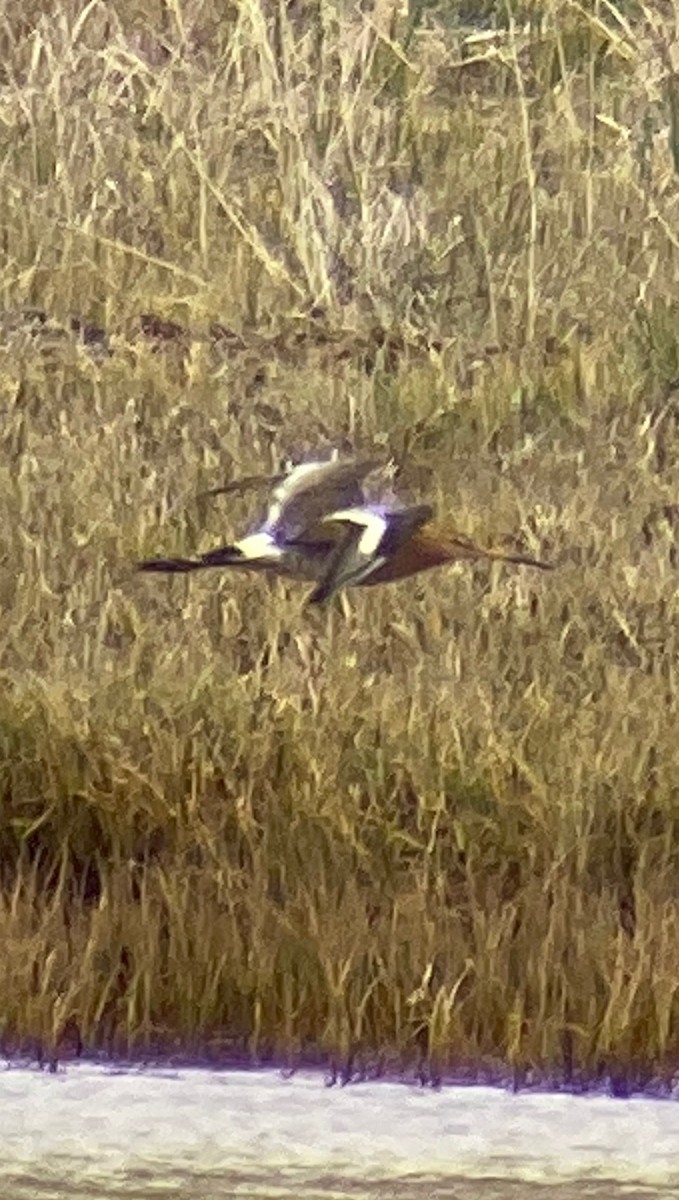 Black-tailed Godwit - ML472187441