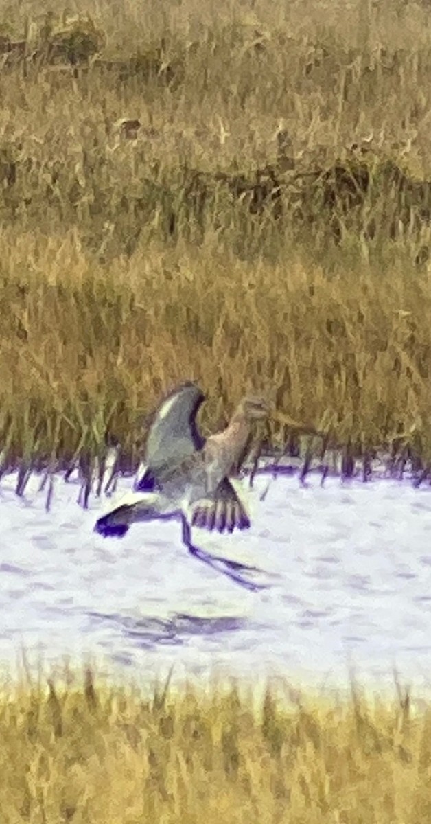 Black-tailed Godwit - ML472187471