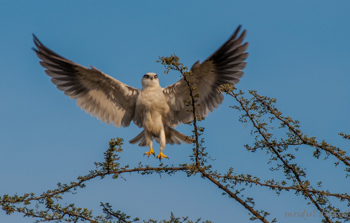 Black-winged Kite - Mridul Anand
