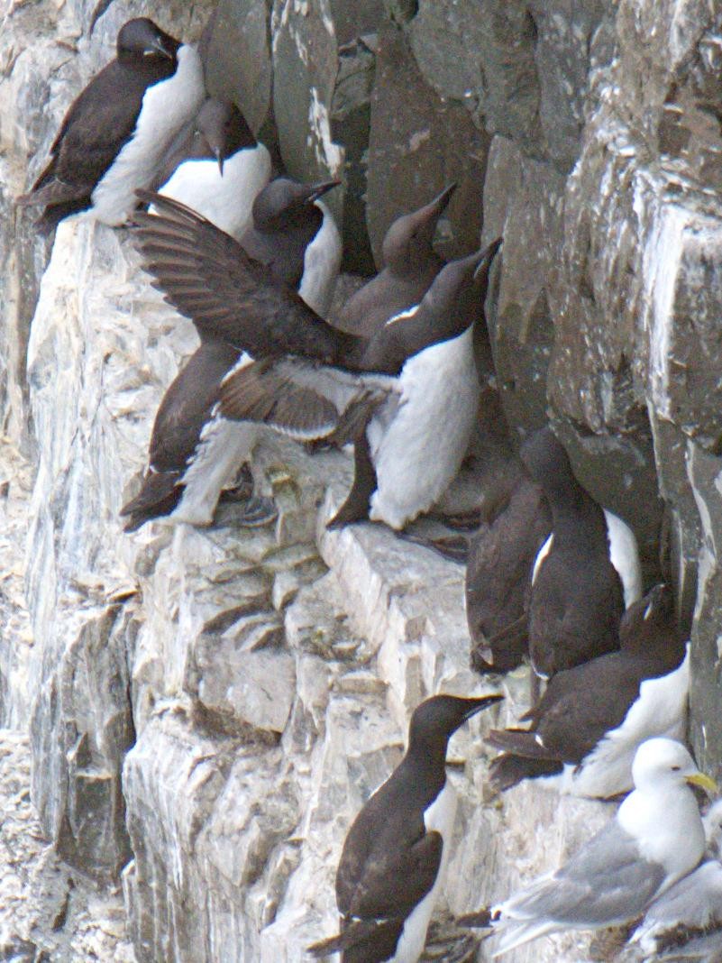Thick-billed Murre - ML472198441
