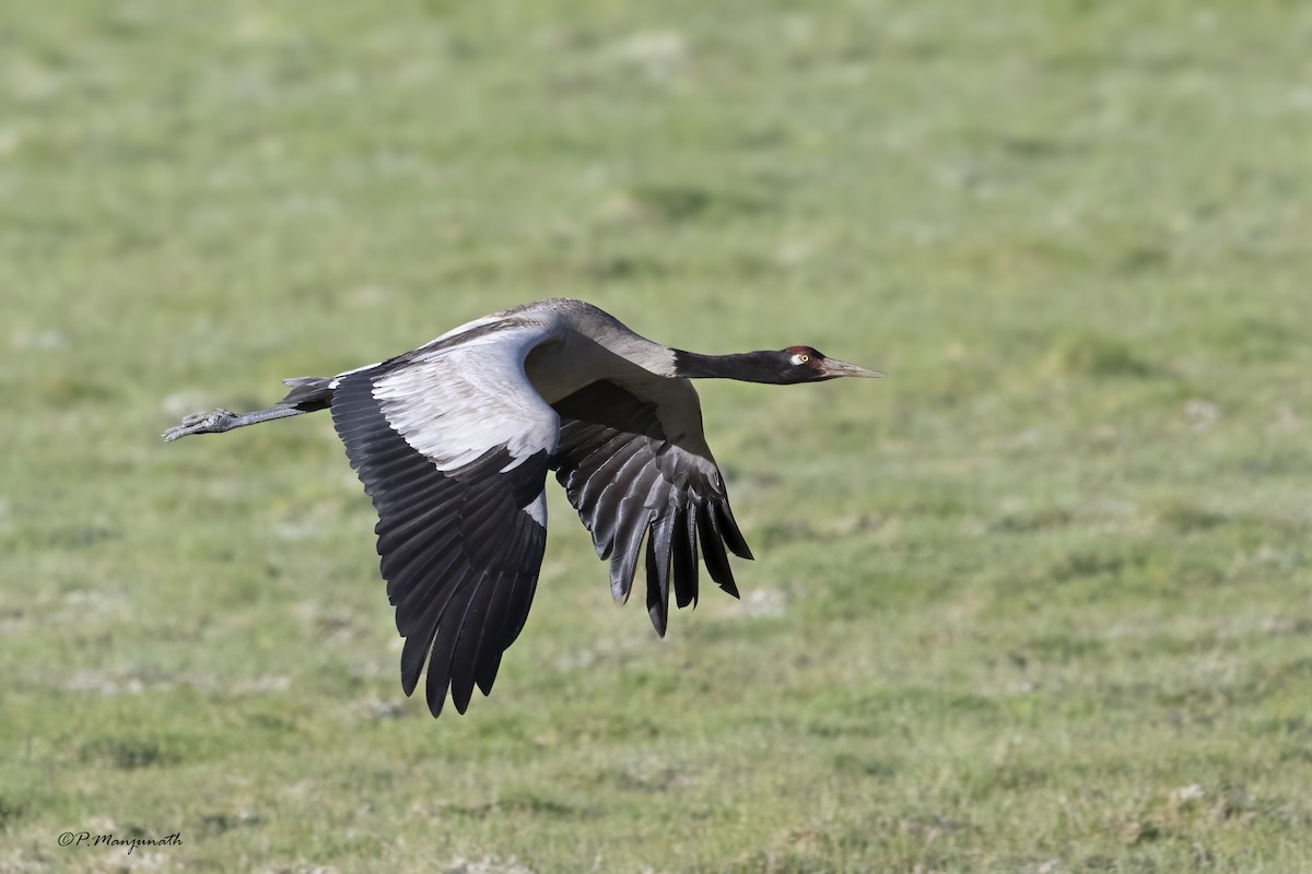 Black-necked Crane - ML472199061