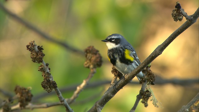  - Yellow-rumped Warbler (Myrtle)