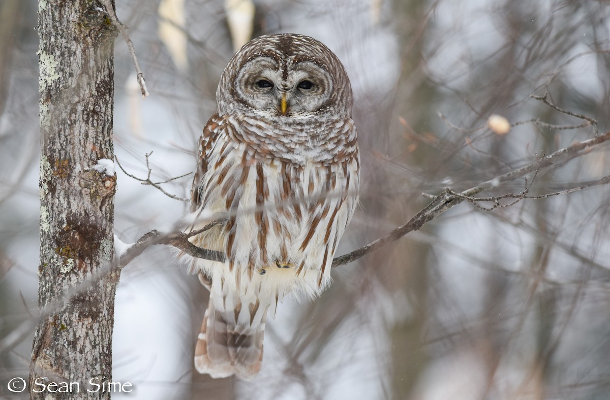 Barred Owl - ML47220441