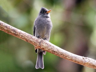  - Dark Pewee