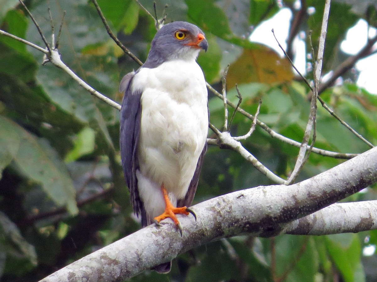 Semiplumbeous Hawk - Leucopternis semiplumbeus - Birds of the World