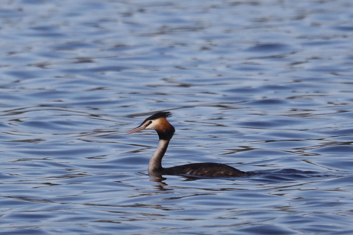 Great Crested Grebe - ML472222621