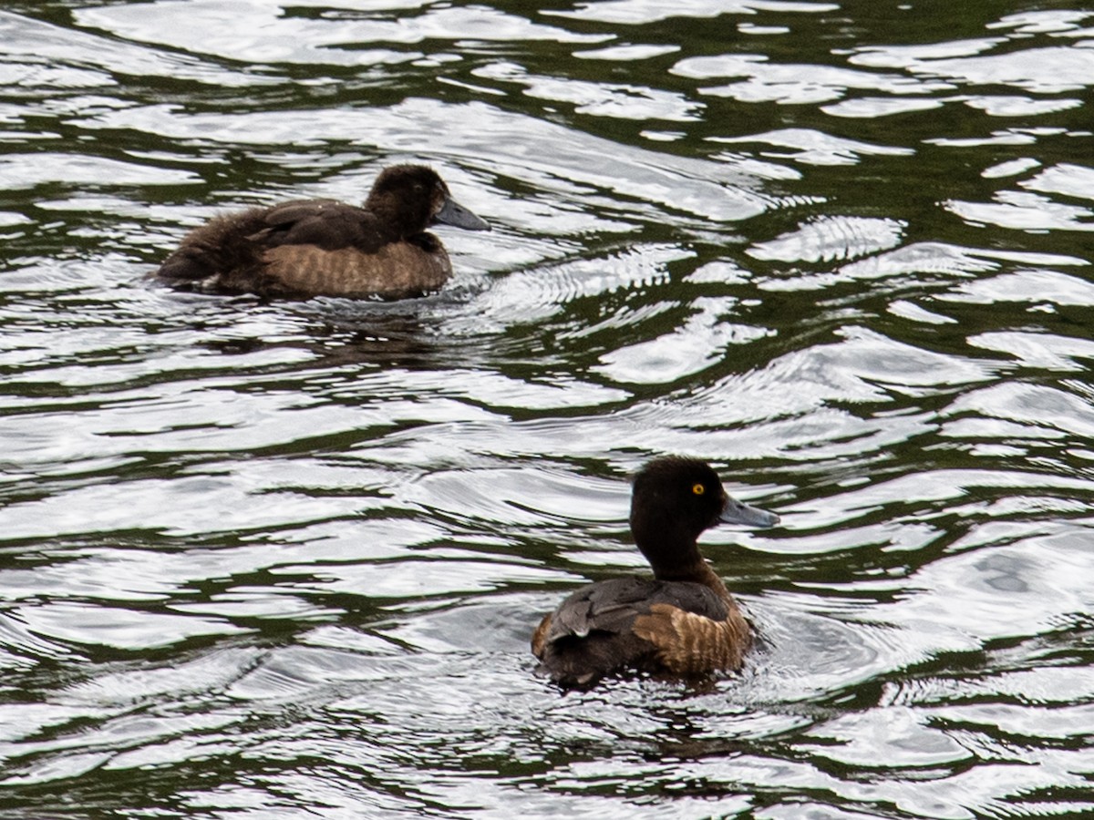 Tufted Duck - ML472225101