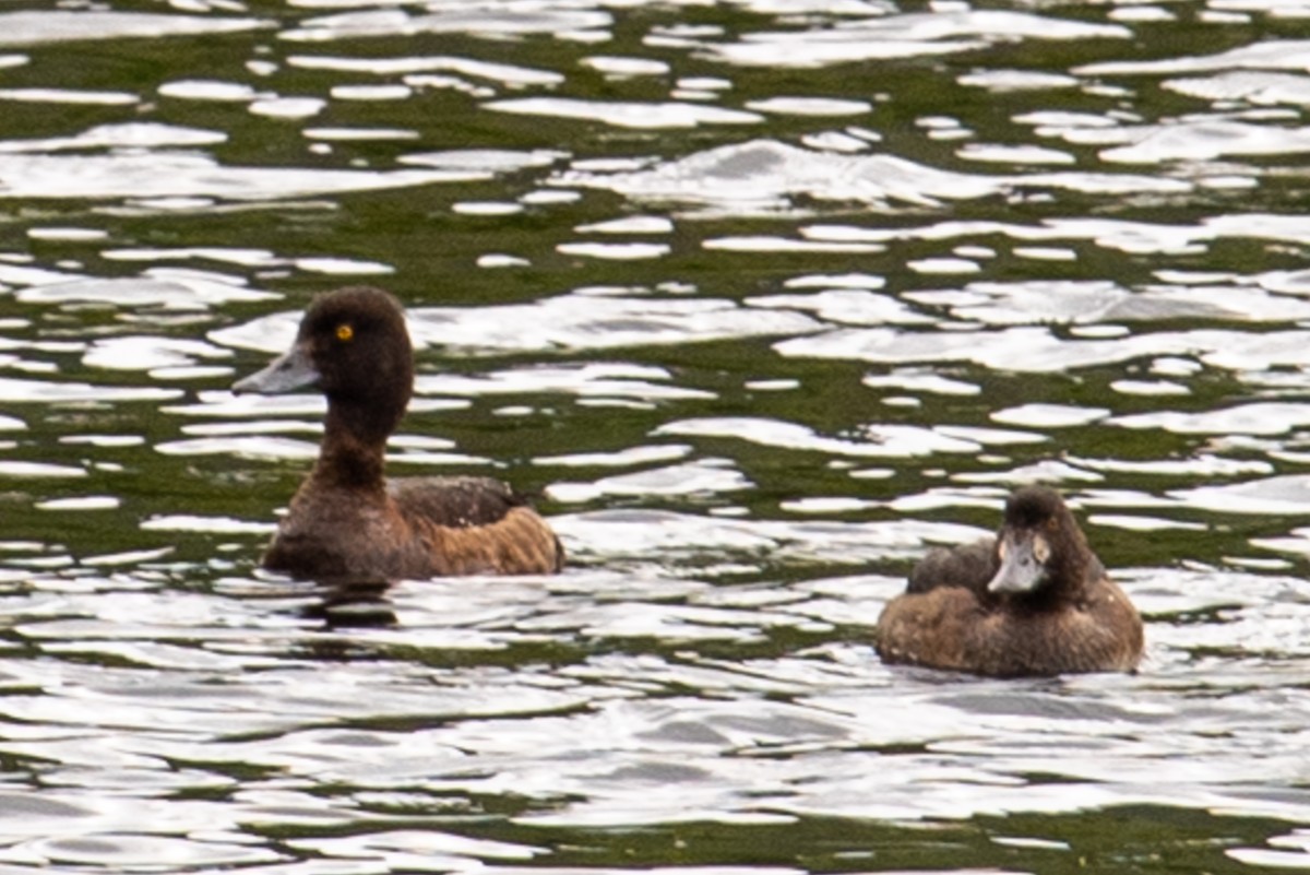 Tufted Duck - ML472225511