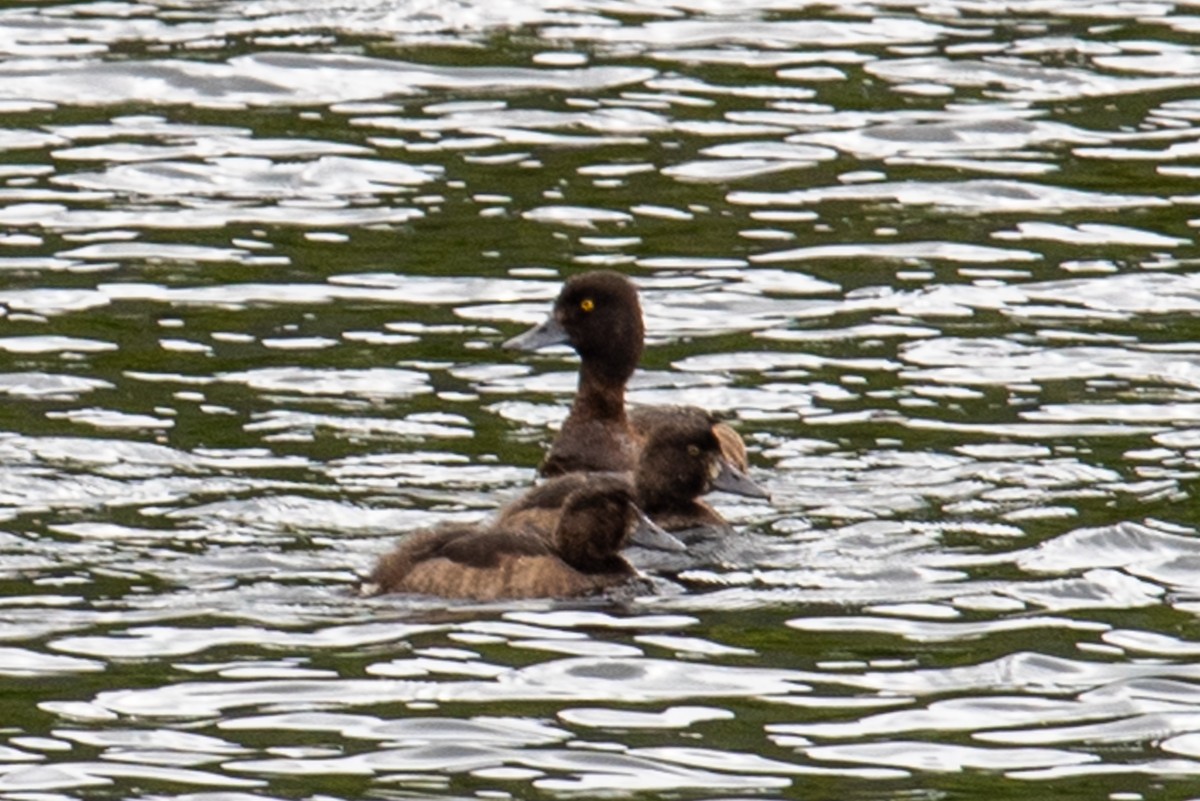 Tufted Duck - ML472225521