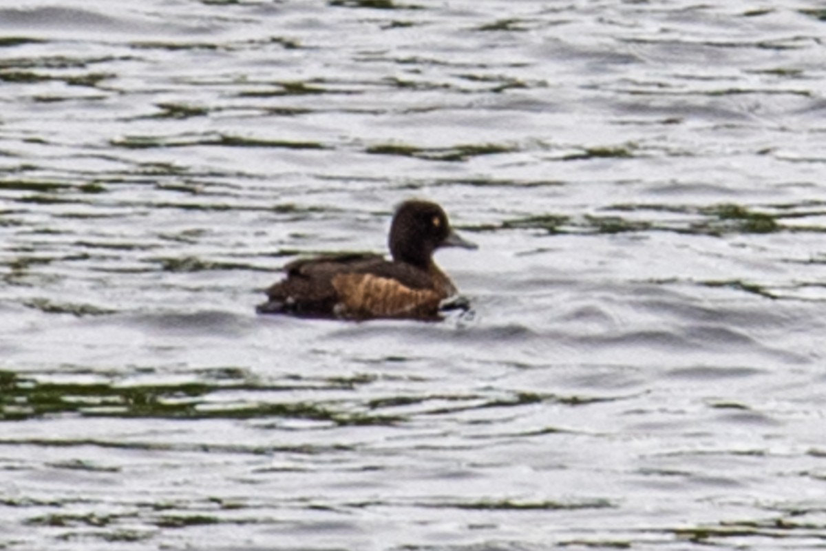Tufted Duck - ML472225531