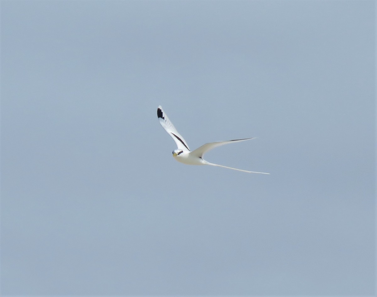 Weißschwanz-Tropikvogel - ML472226471