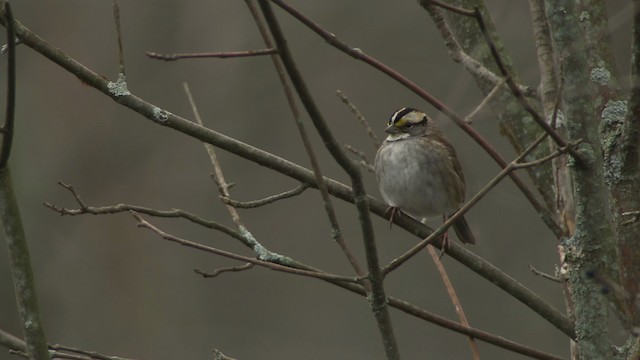 White-throated Sparrow - ML472228