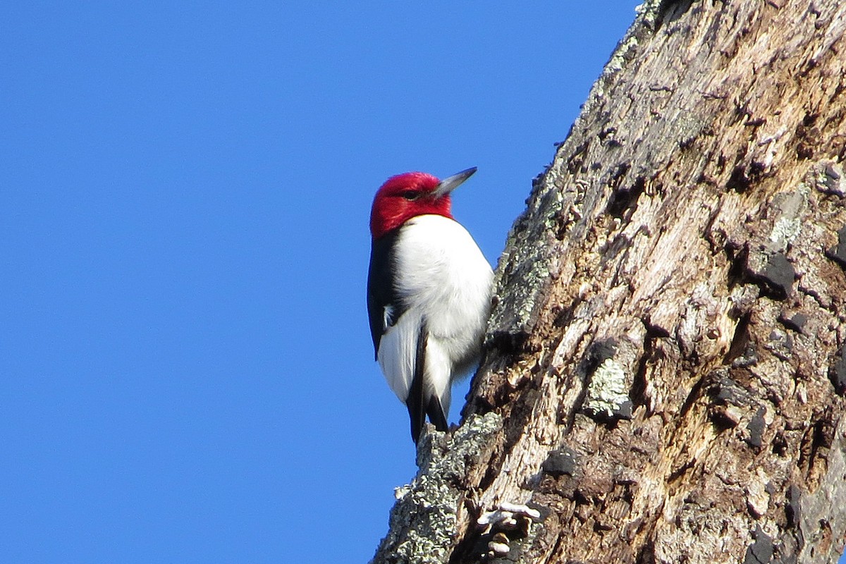 Red-headed Woodpecker - Jeff Culler