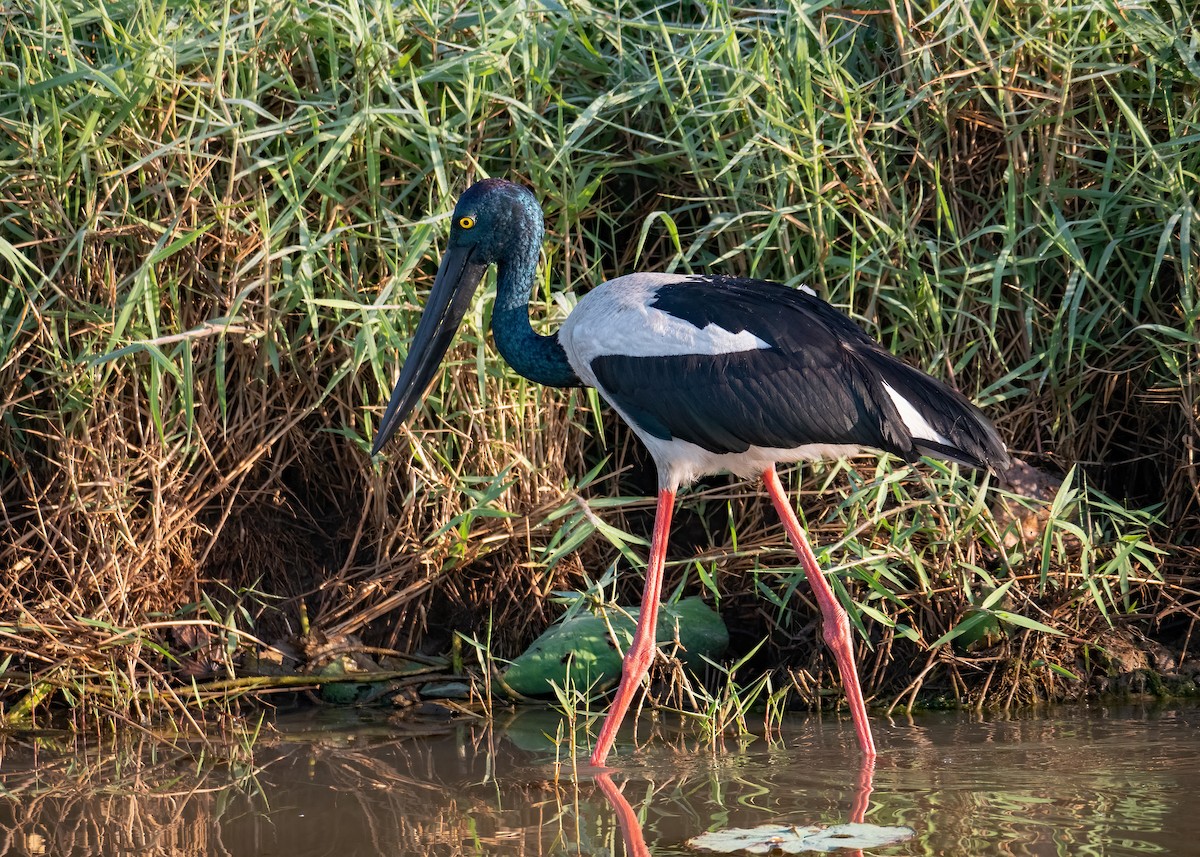 Black-necked Stork - ML472230381