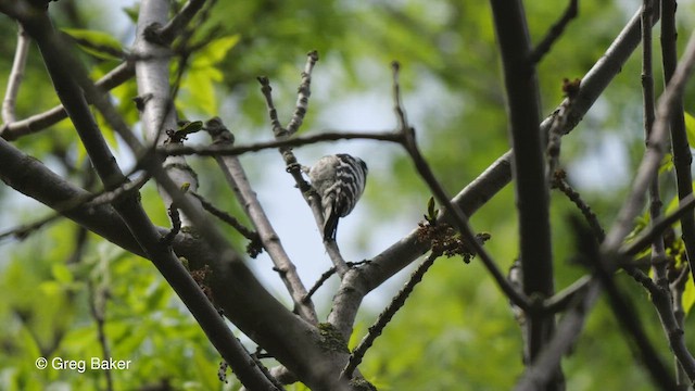 Lesser Spotted Woodpecker - ML472238851