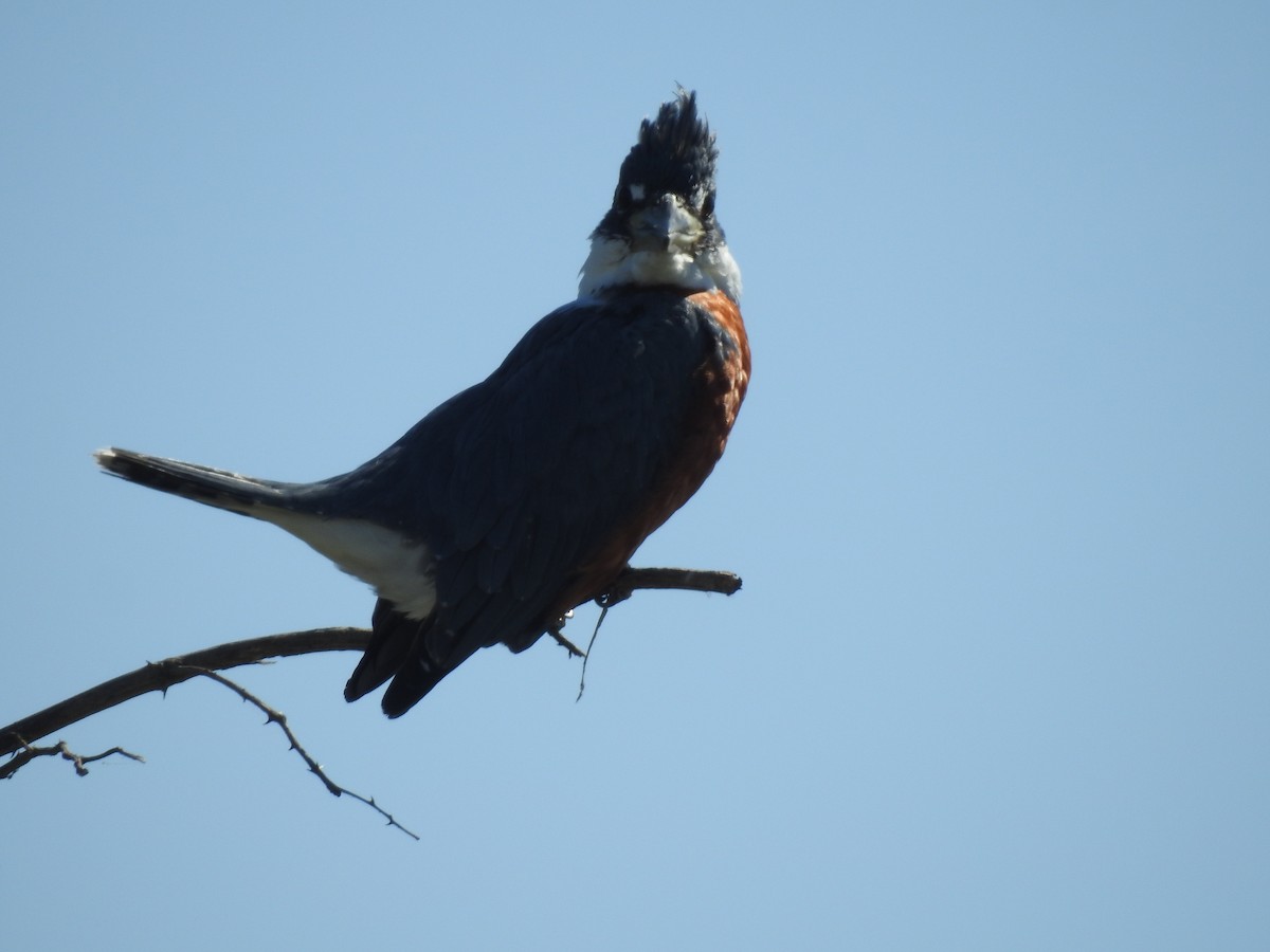 Ringed Kingfisher - Viviana Giqueaux