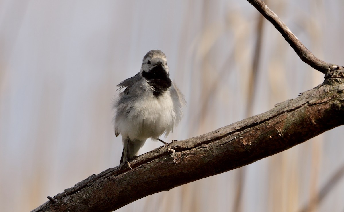 White Wagtail (White-faced) - ML472247041