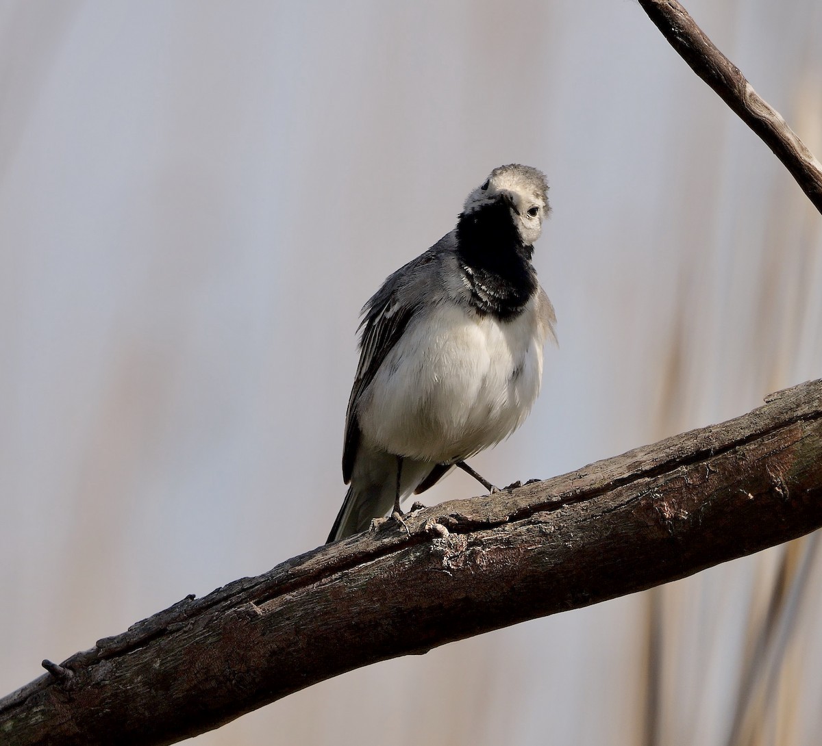 White Wagtail (White-faced) - ML472247051