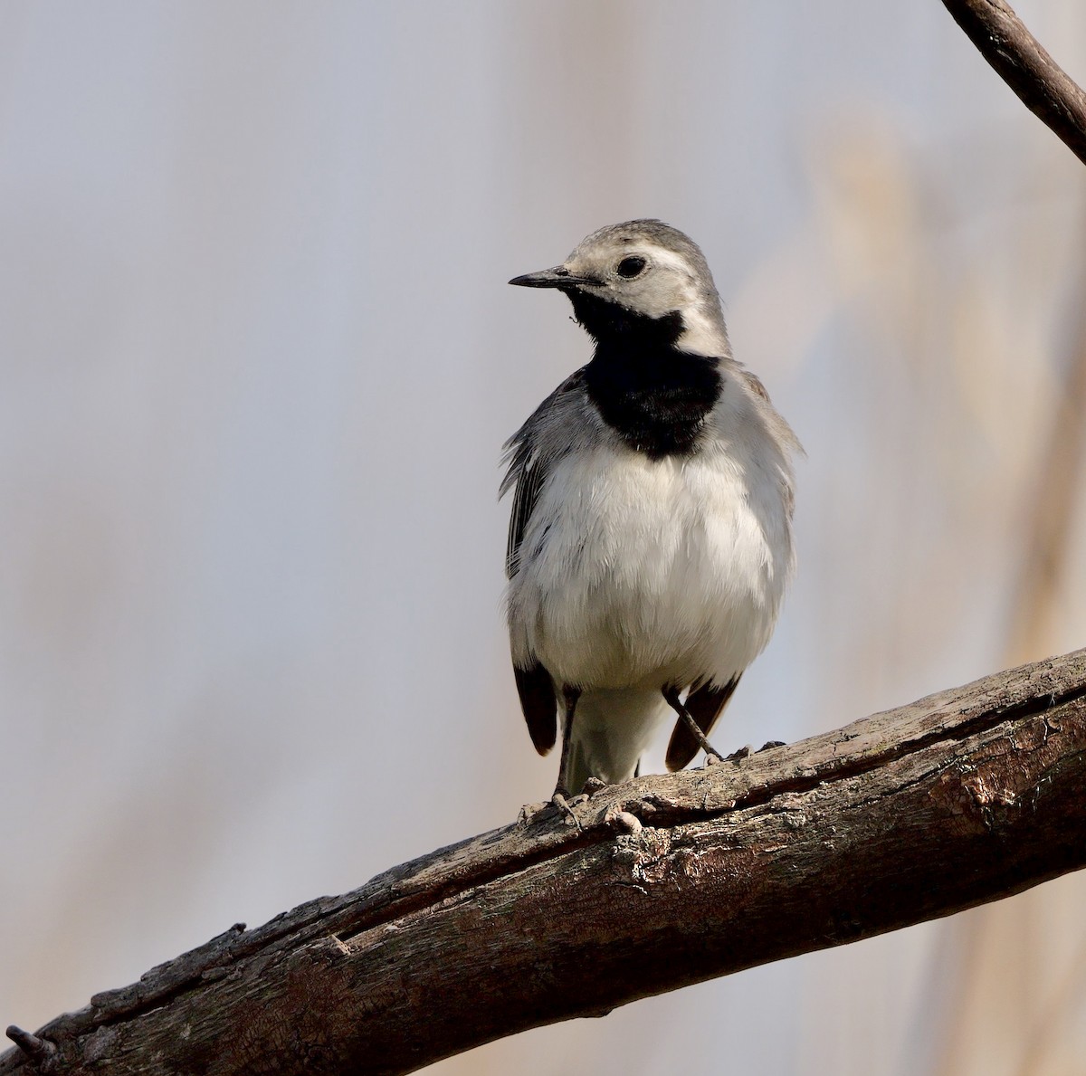 White Wagtail (White-faced) - ML472247061