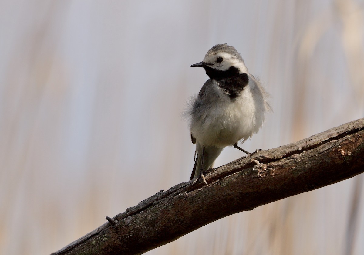White Wagtail (White-faced) - ML472247071