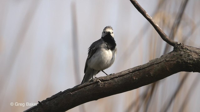 White Wagtail (White-faced) - ML472247131
