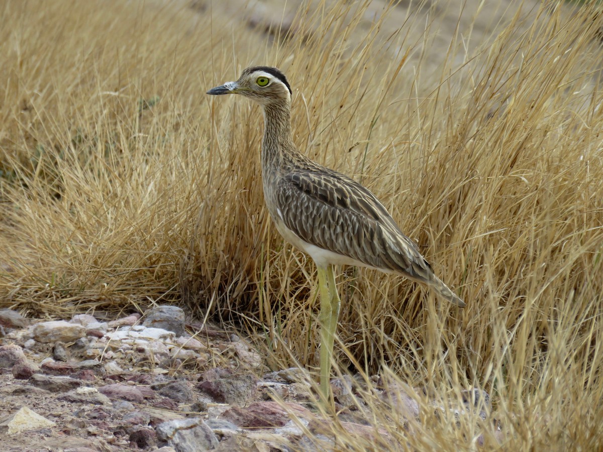 Double-striped Thick-knee - ML47225291