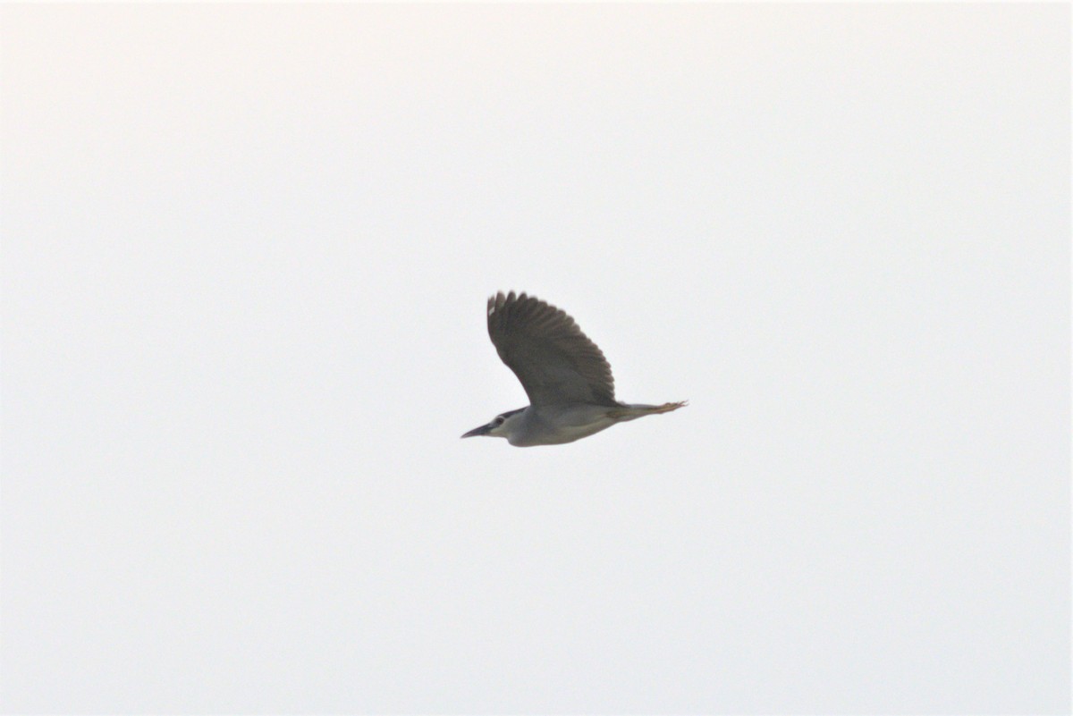 Black-crowned Night Heron - Ajay Sarvagnam