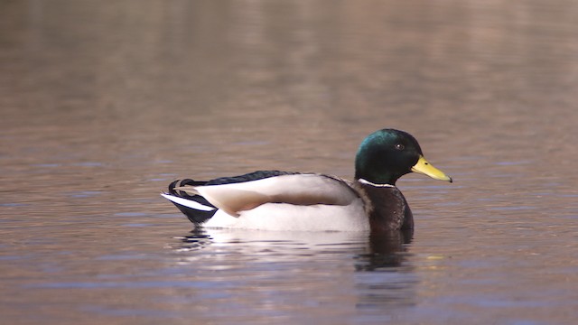  - Mallard