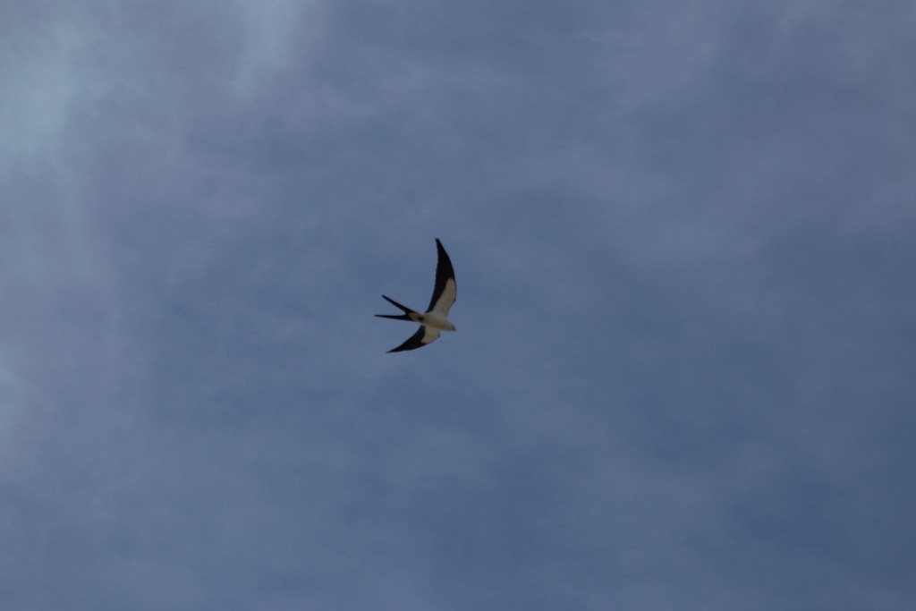 Swallow-tailed Kite - Chloe Wilson