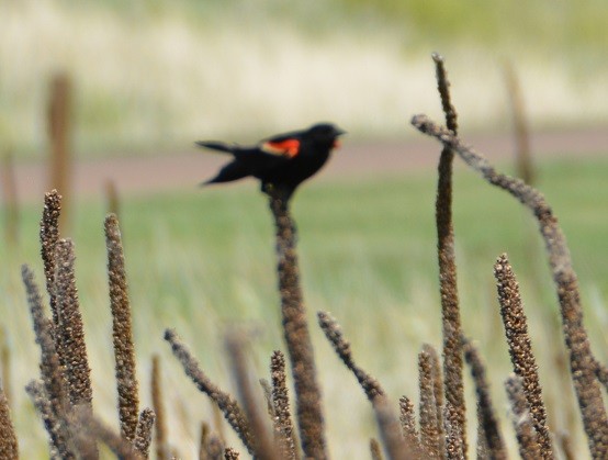 Red-winged Blackbird - "Chia" Cory Chiappone ⚡️