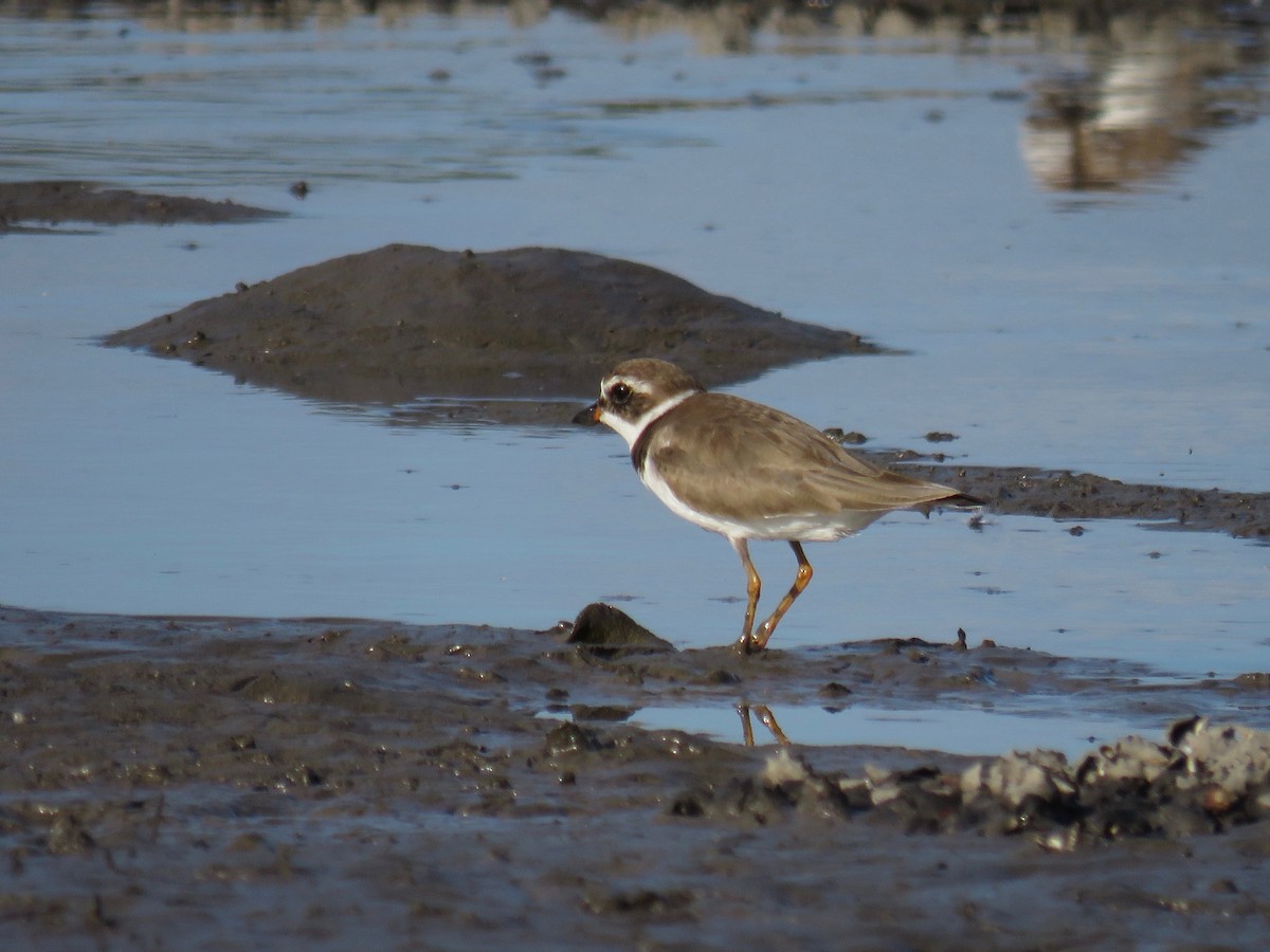 Semipalmated Plover - ML47226401