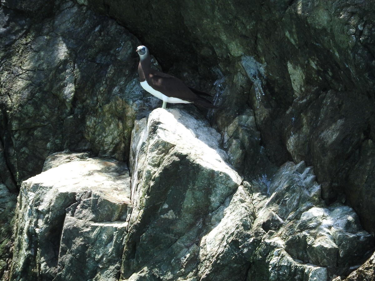 Brown Booby - ML472265191