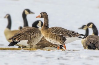 Greater White-fronted Goose (Western), ML47226561